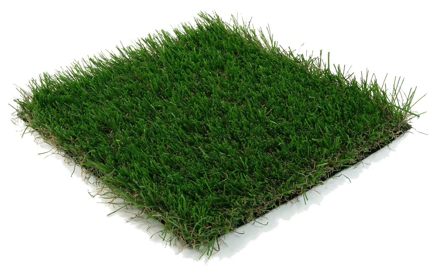 Bluegrass Light turf sample with field and olive green blades